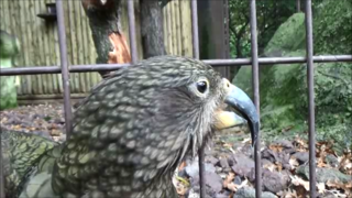 (en pleine partie de jeu avec la caméra) - Ménagerie du jardin des plantes Paris/France