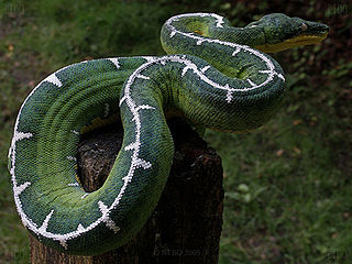 <i>Corallus batesii</i> Species of snake