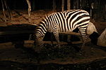 Zebra at Chiang Mai Night Safari, Thailand.