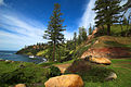 Norfolk-Island-Pines.jpg