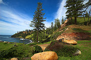 Norfolk Island pines by thinboyfatter