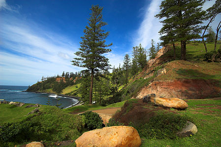 Norfolk-Island-Pines.jpg