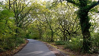 Norley Copse and Meadow