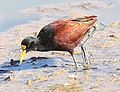 slika 1. Jacana spinosa