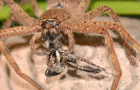 Maratus michaelseni