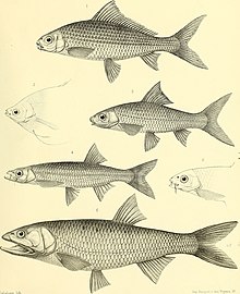 Nouvelles arxivi du Muséum d'histoire naturelle (1881) (14792769743) .jpg