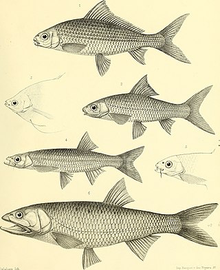 <i>Labiobarbus lineatus</i> Species of fish