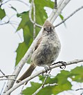 Thumbnail for File:Oak titmouse in Palo Alto (21392).jpg