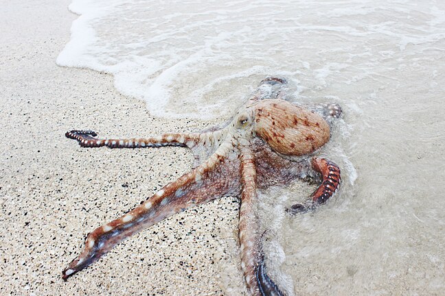 Живой осьминог в живой девушке. Осьминог. Морские обитатели осьминог. Огромный осьминог. Морские обитатели в песке.