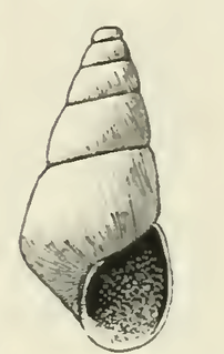 <i>Odostomia barkleyensis</i> Species of gastropod