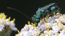 File: Oedemera nobilis 2.ogv