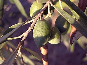 Azeitonas numa oliveira