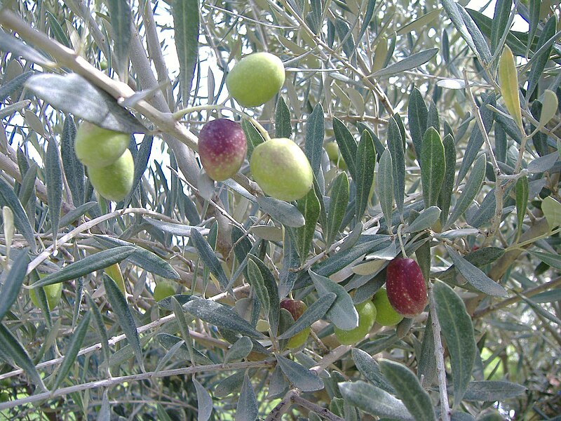 File:OlivesBranche.jpg