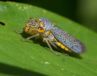 <i>Oncometopia orbona</i> Species of leafhopper