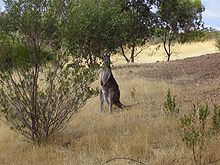 A kangaroo of Onkaparinga River National Park