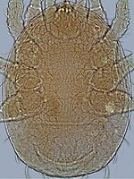 Oo 158677 Neocypholaelaps favus, female, dorsal.jpg