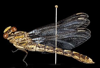 <i>Ophiogomphus susbehcha</i> Species of dragonfly