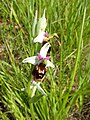 Ophrys holosericea France - Gambsheim