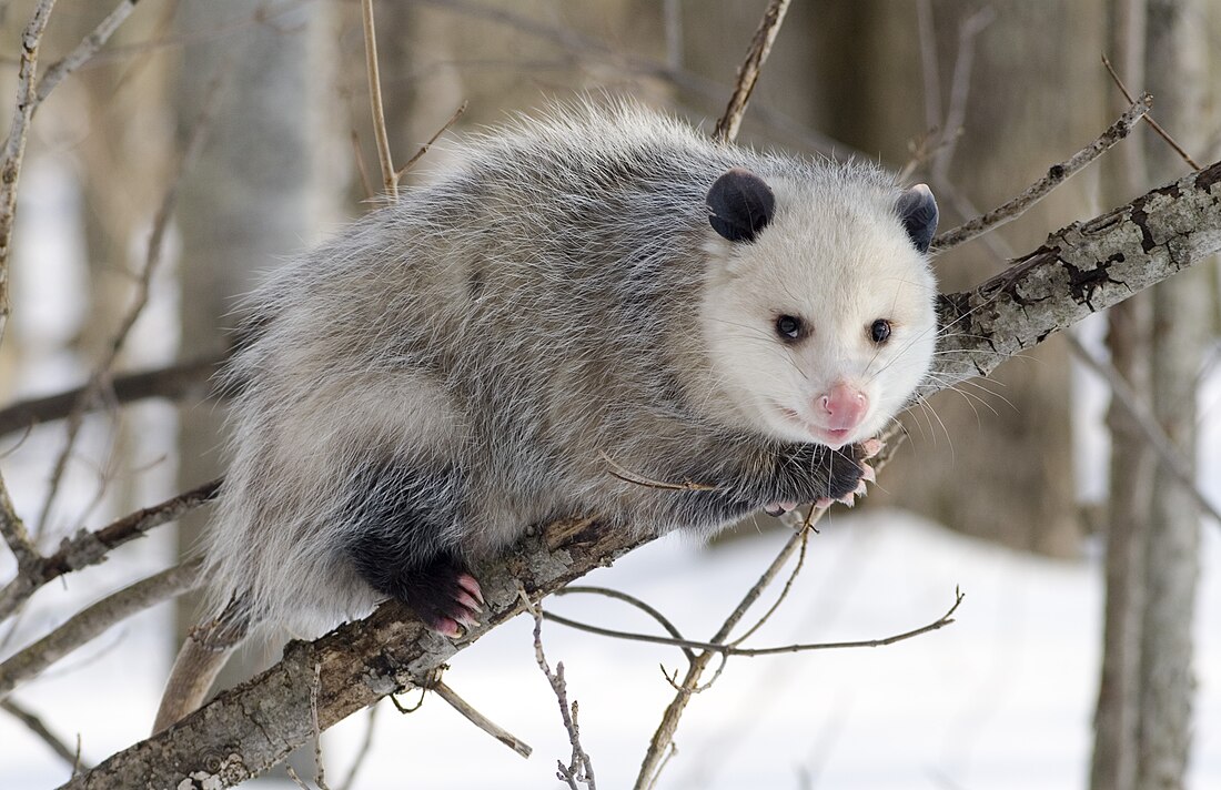 Didelphis virginiana