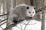 Opossum 1.jpg