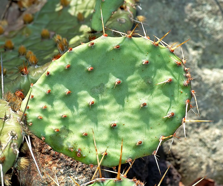 File:Opuntia compressa - close-up (aka).jpg