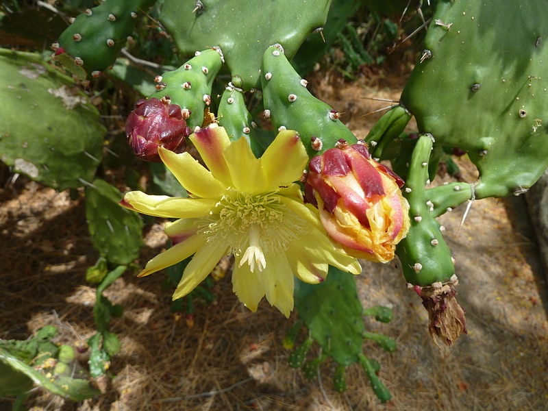 File:Opuntia monacantha (5962710601).jpg