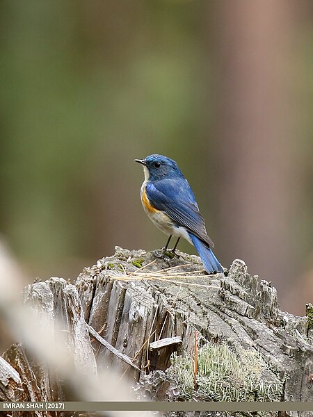 File:Orange-flanked Bush Robin (Tarsiger cyanurus) (37514112882).jpg