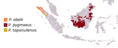 Mapa de distribuição das três espécies orangotangos.