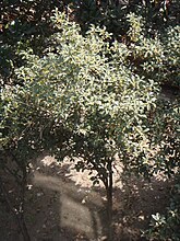 Osmanthus fragrans sedang mekar penuh (Oktober) di Jingjiang, Jiangsu