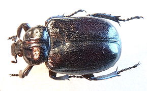 Photographie d'un scarabée.