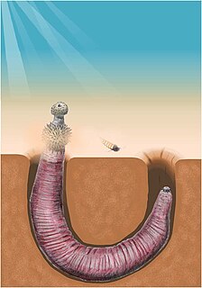 Archaeopriapulida Class of marine worms