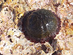 Colobocentrotus pedifer in situ en Polynésie.