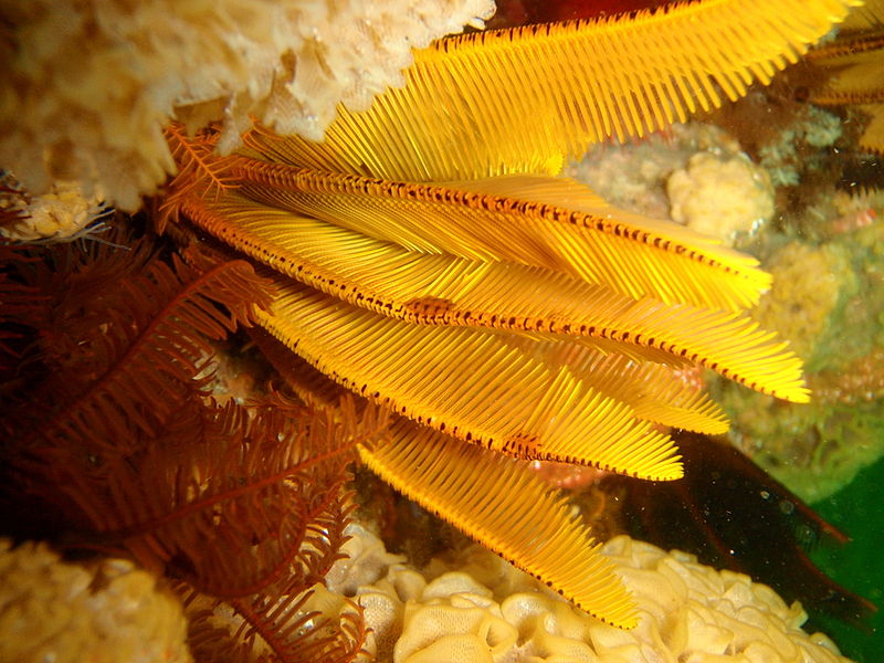 File:P4259296 Myzostomids at Percys Hole.JPG