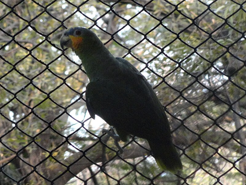 File:PARROT BIG6.JPG