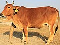 Thumbnail for File:Pabna cattle, Bangladesh (2).jpg