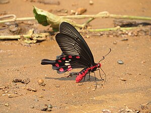 Pachliopta aristolochiae Fabricius, 1775 - Common Rose at Kottiyoor Wildlife Sanctuary (19).jpg