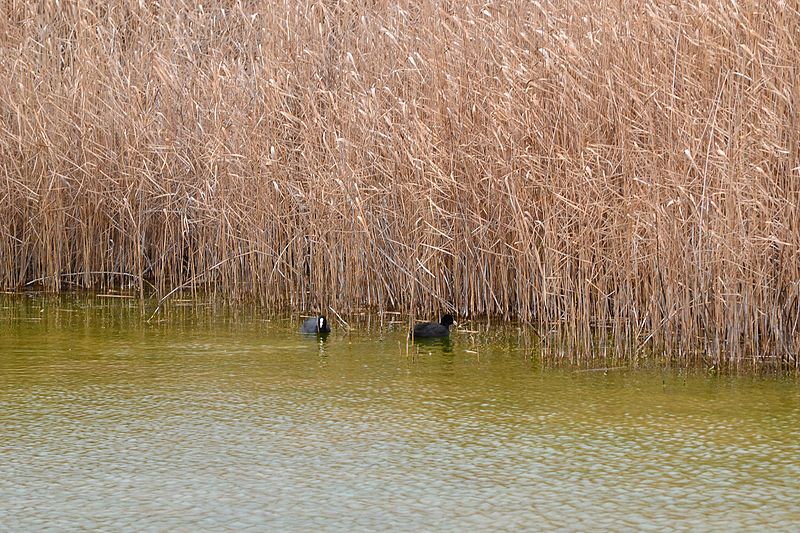 File:Pair of Coots.jpg