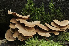 A cluster of about a dozen light brown, roughly fan-shaped mushroom caps growing from a piece of rotting wood. Also visible on the wood are a few scattered smaller caps, and patches of green lichen.