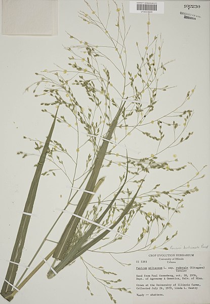 File:Panicum hirticaule - UT-Botany UT0033520.jpg