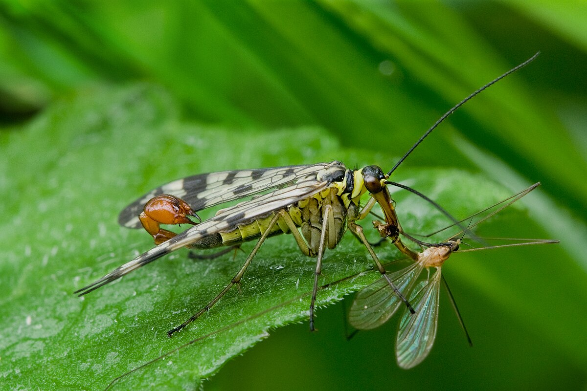 scorpion fly life cycle