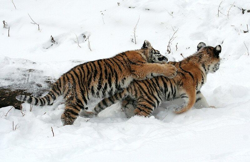 File:Panthera tigris altaica 16 - Buffalo Zoo.jpg