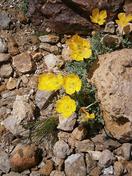 File:Papaver rhaeticum 002.jpg