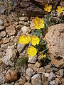 Papaver rhaeticum