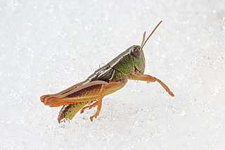 <i>Paprides</i> Genus of grasshoppers