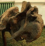 Fossile de Parakannemeyeria youngi exposé au musée.