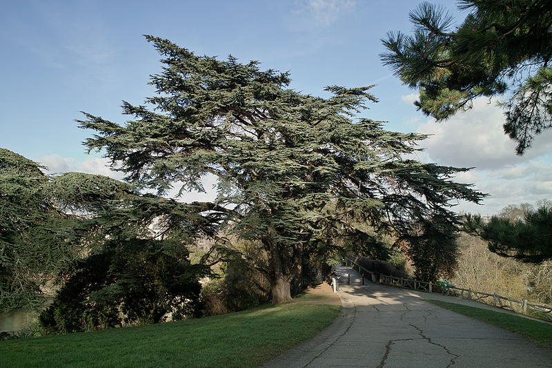 File:Paris Buttes Chaumont Cedrus Atlantiqua.jpg