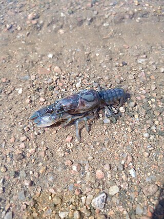 <i>Procambarus steigmani</i> Species of crayfish