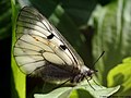 Parnassius mnemosyne (Linnaeus, 1758)