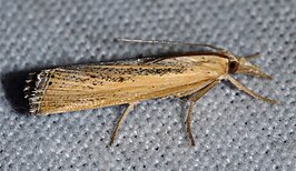 Pediasia dorsipunctellus