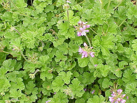 Pelargonium capitatum1.jpg